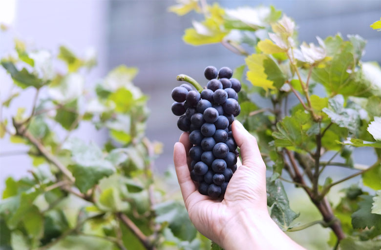 ensemble - urban vineyard kanda nishikicho 2018