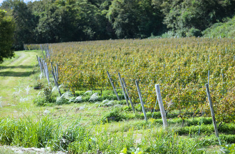 ensemble - urban vineyard kanda nishikicho 2018